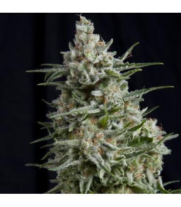 Anesthesia (Pyramid Seeds)