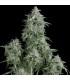 Anubis (Pyramid Seeds)