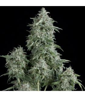 Anubis (Pyramid Seeds)