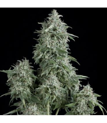 Anubis (Pyramid Seeds)