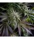 Blue Pyramid (Pyramid Seeds)