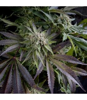 Blue Pyramid (Pyramid Seeds)
