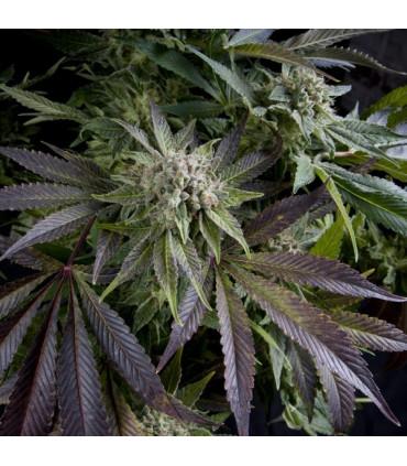 Blue Pyramid (Pyramid Seeds)