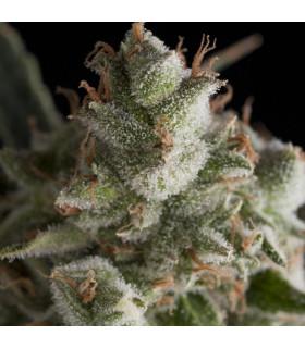 Fresh Candy (Pyramid Seeds)