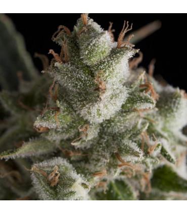 Fresh Candy (Pyramid Seeds)