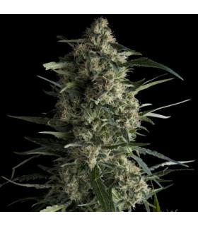 Galaxy (Pyramid Seeds)