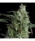 Kryptonite (Pyramid Seeds)