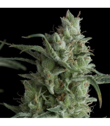 Kryptonite (Pyramid Seeds)