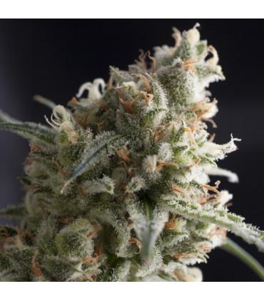 Lennon (Pyramid Seeds)