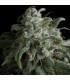 Nefertiti (Pyramid Seeds)