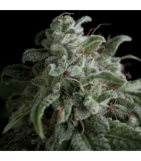 Nefertiti (Pyramid Seeds)