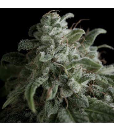 Nefertiti (Pyramid Seeds)