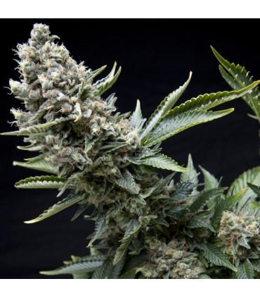 New York City (Pyramid Seed)