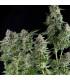 Northern Lights (Pyramid Seeds)