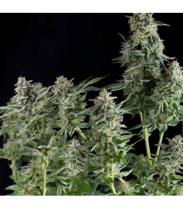 Northern Lights (Pyramid Seeds)
