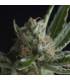 Shark (Pyramid Seeds)