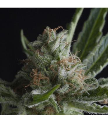 Shark (Pyramid Seeds)