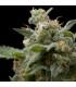 Super Hash (Pyramid Seeds)