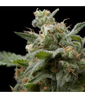 Super Hash (Pyramid Seeds)