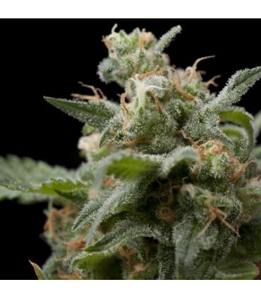 Super Hash (Pyramid Seeds)