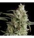 Super OG kush (Pyramid Seeds)