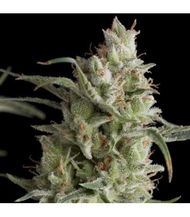 Super OG kush (Pyramid Seeds)