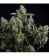 Tutankhamon (Pyramid Seeds)