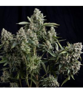 Tutankhamon (Pyramid Seeds)