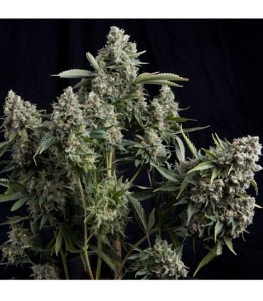 Tutankhamon (Pyramid Seeds)