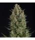 Wembley (Pyramid Seeds)