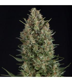 Wembley (Pyramid Seeds)