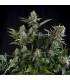 White Widow (Pyramid Seeds)