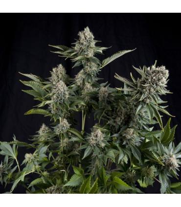 White Widow (Pyramid Seeds)