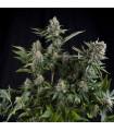 White Widow
