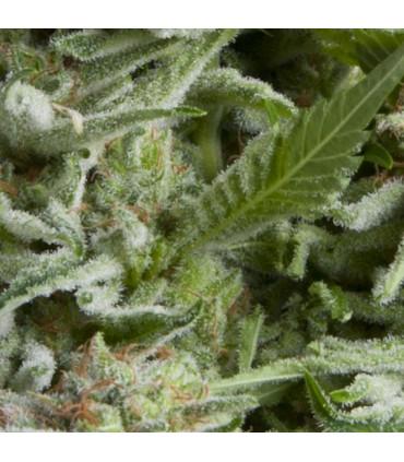Auto Alpujarreña (Pyramid Seeds)