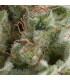 Auto American Pie (Pyramid Seeds)