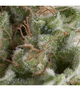 Auto American Pie (Pyramid Seeds)