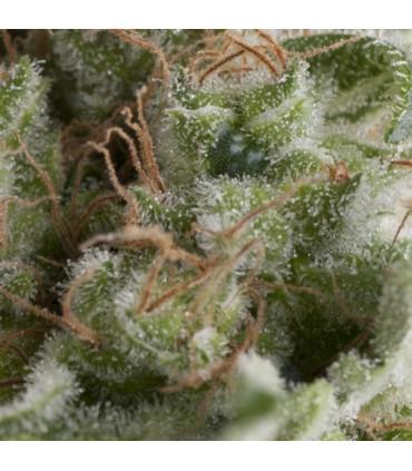 Auto American Pie (Pyramid Seeds)