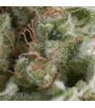Auto American Pie