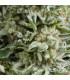 Auto Amnesia Gold (Pyramid Seeds)