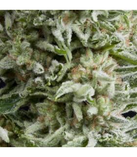 Auto Amnesia Gold (Pyramid Seeds)
