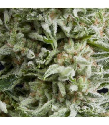 Auto Amnesia Gold (Pyramid Seeds)