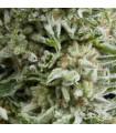 Auto Amnesia Gold