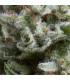 Auto Anesthesia (Pyramid Seeds)
