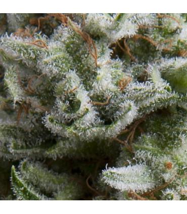 Auto Anesthesia (Pyramid Seeds)