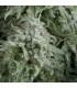 Auto Anubis (Pyramid Seeds)