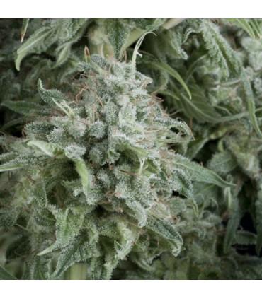 Auto Anubis (Pyramid Seeds)