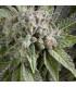 Auto Blue Pyramid (Pyramid Seeds)