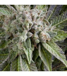 Auto Blue Pyramid (Pyramid Seeds)