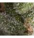Auto Fresh Candy (Pyramid Seeds)